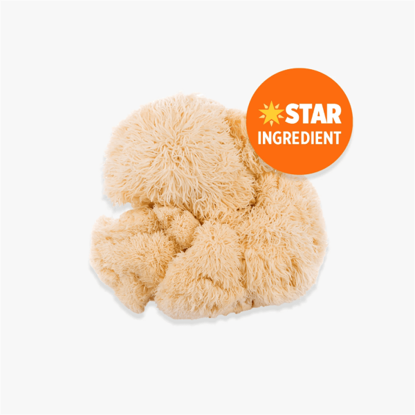 Orange County Lions Mane Extract Powder 240,000mg - Vapestore Direct